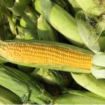 Sweet corn