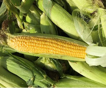 Sweet corn