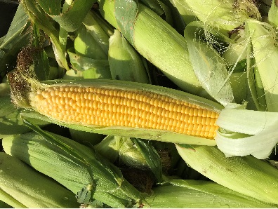 Sweet corn